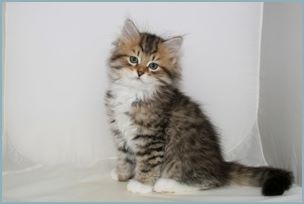 Male Siberian Kitten from Deedlebug Siberians